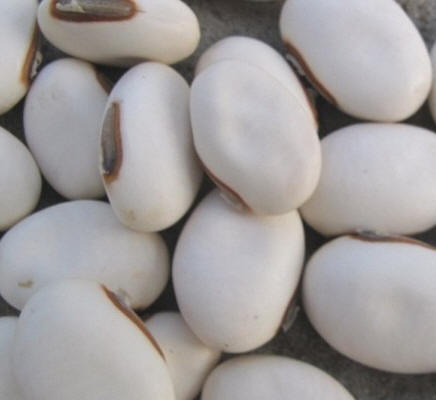 WHITE SWORD BEAN